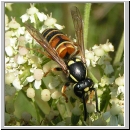 Vespula rufa - Rote Wespe 03.jpg